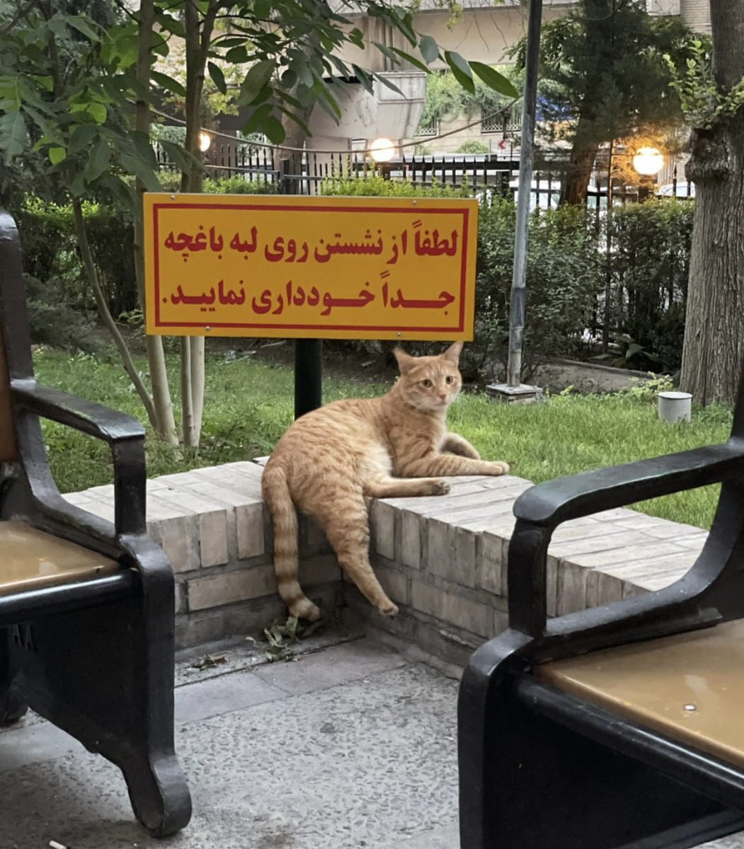 تصویر دیدنی از یک گربه لجباز در تهران+عکس