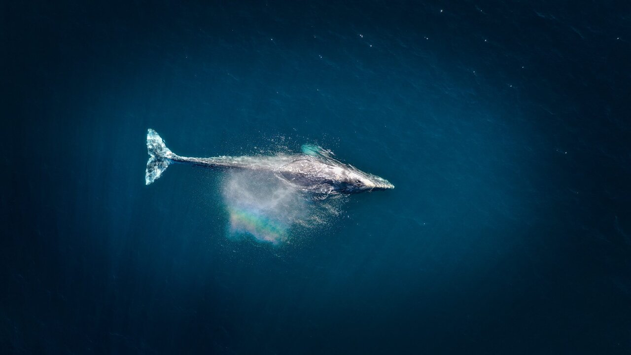 تصاویری از تنهاترین نهنگ جهان+عکس