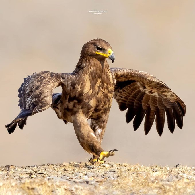 قدم‌زدن عقاب صحرایی در ملایر+عکس