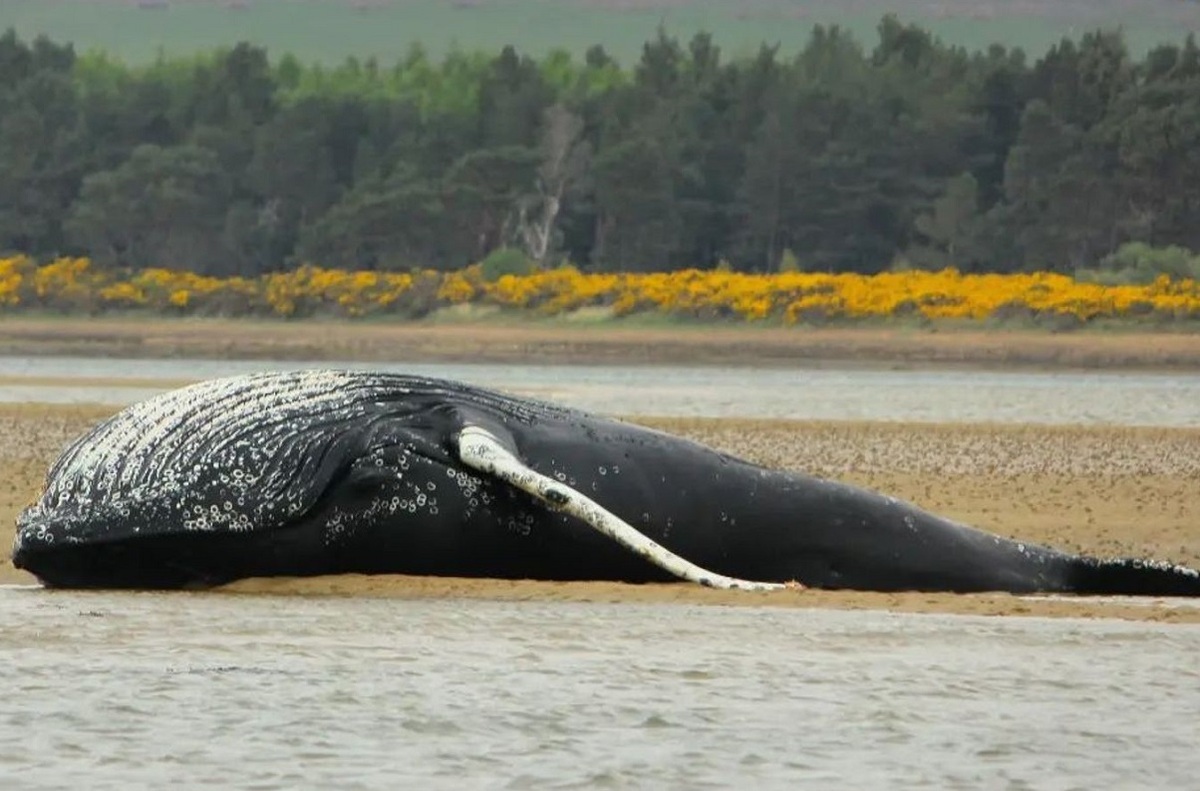 موجوداتی که در لاشه یک نهنگ زندگی می‌کنند+عکس