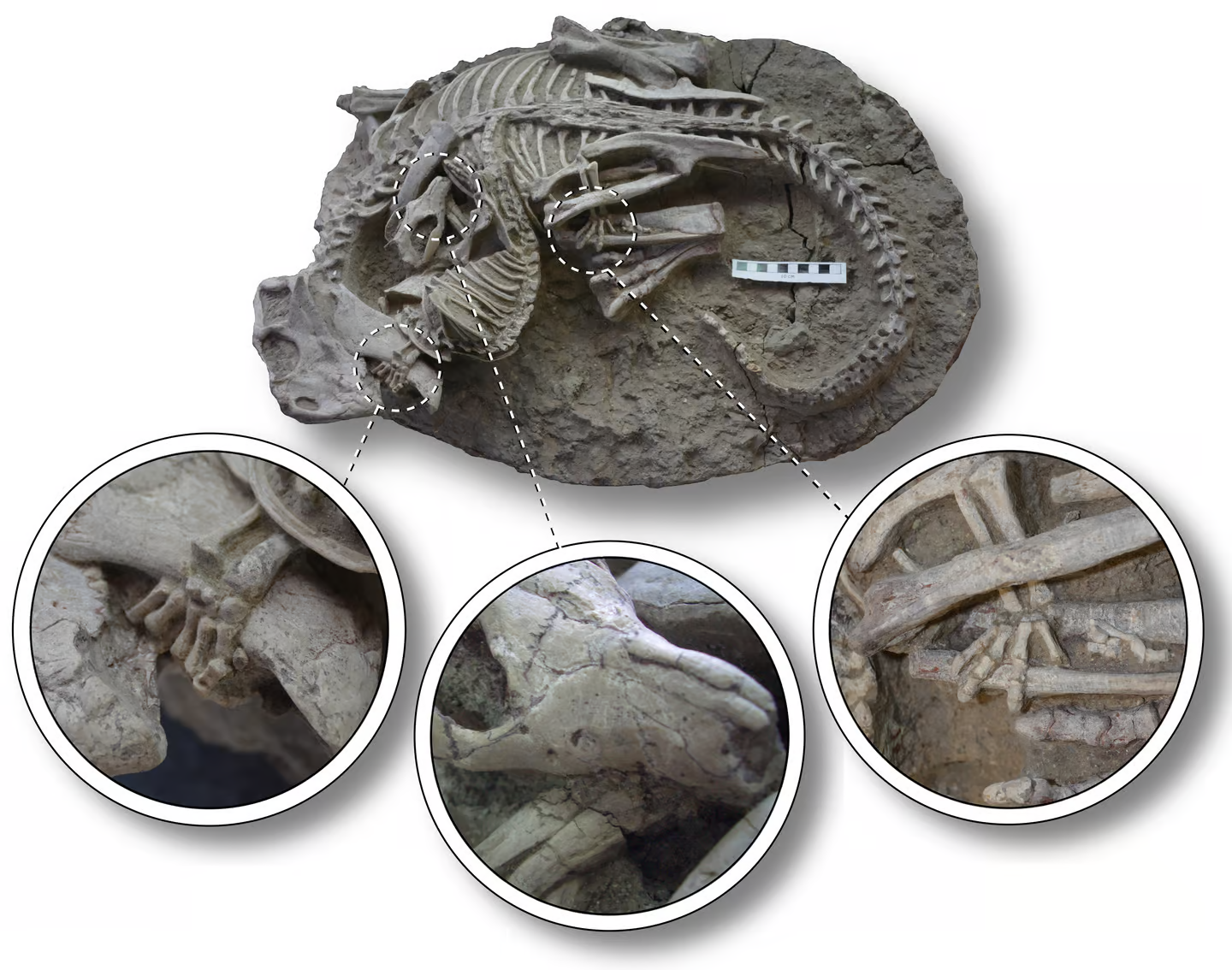 فسیل عجیب ۱۲۵ میلیون ساله که یک دایناسور را زنده خورده+عکس