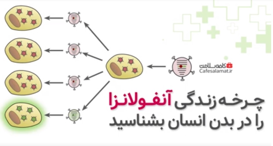 چرخه زندگی آنفولانزا را در بدن انسان بشناسید