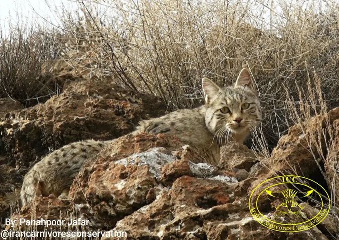 گربه‌‌ وحشی در پارک ملی گلستان+عکس