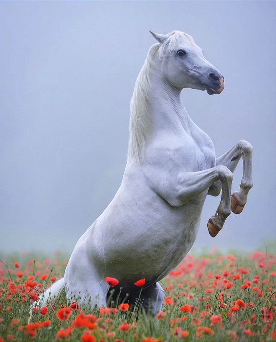 تصویر زیبا از یک اسب وحشی در گیلان+عکس