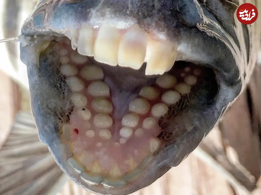 ماهی عجیب الخلقه با دندان‌هایی شبیه انسان+عکس