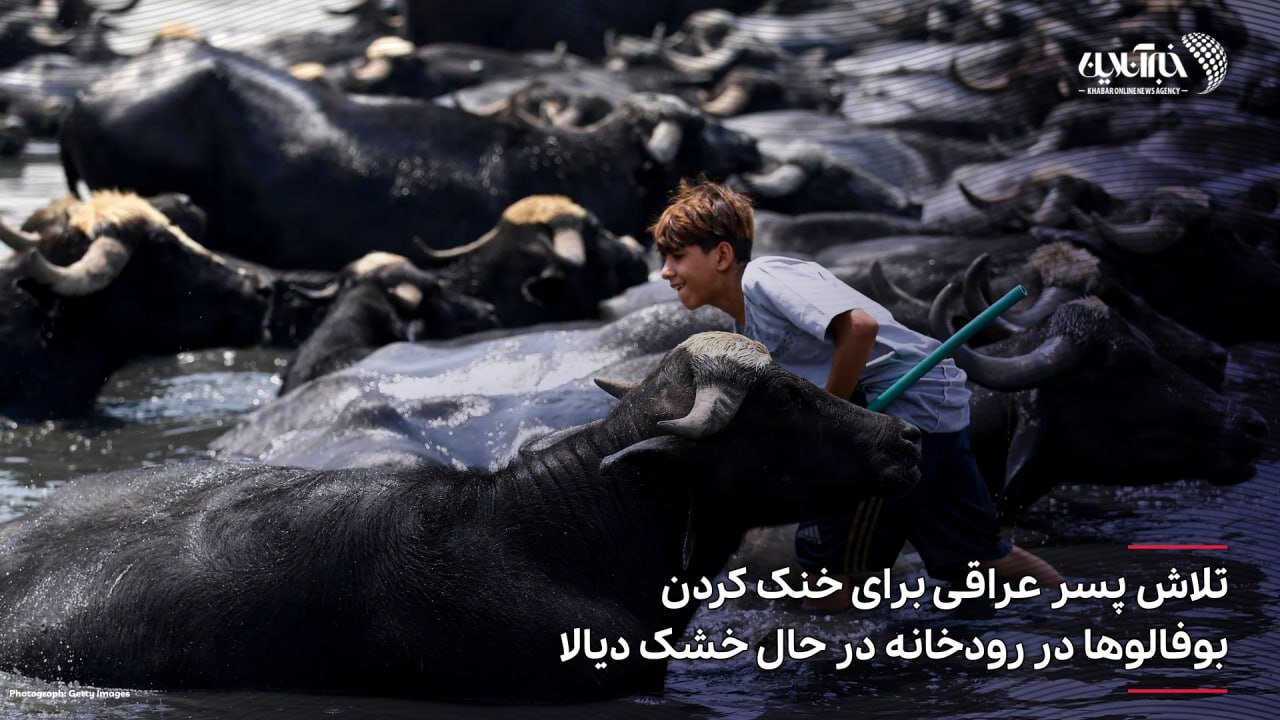 تصویر دیدنی از پسربچه عراقی در کنار بوفالوها+عکس