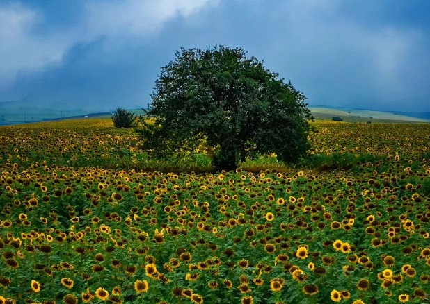 تصویر دیدنی از مزرعه گل آفتابگردان در مازندران+عکس