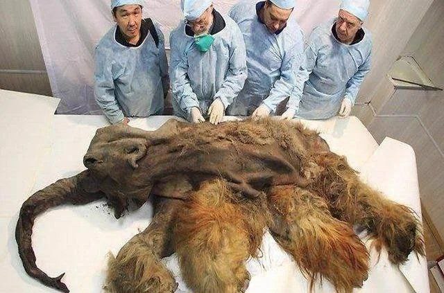 کشف جسد ماموت ۳۹ هزار ساله که سالم مانده+عکس