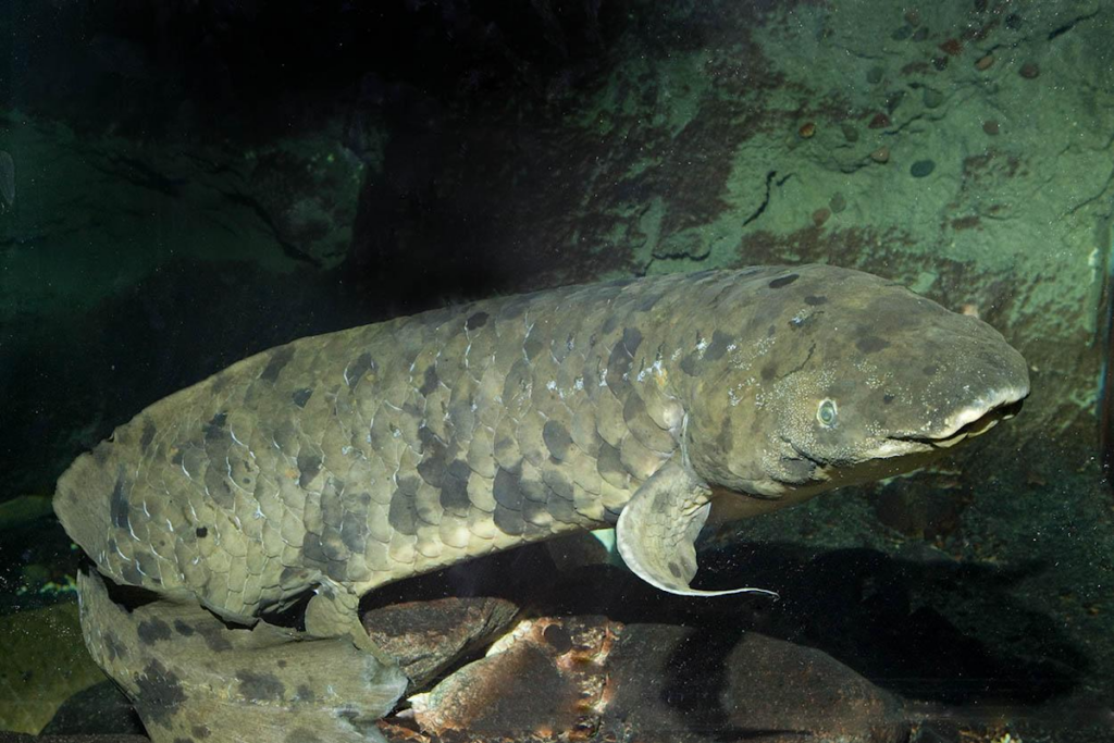 تصویر عجیب از پیرترین ماهی زنده دنیا+عکس