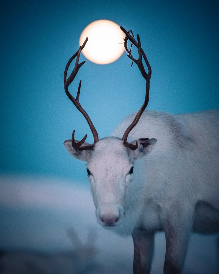 تصویر دیدنی از گوزن زیبای قطبی+عکس