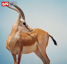 آهوی گواتردار ایرانی آهوی گواتردار ایرانی