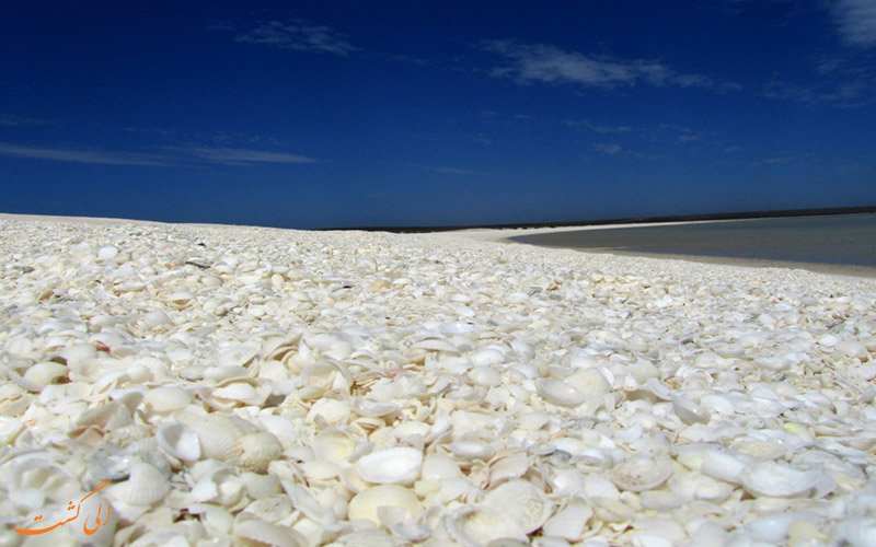 ساحلی در استرالیا که از میلیاردها صدف تشکیل شده! + تصاویر