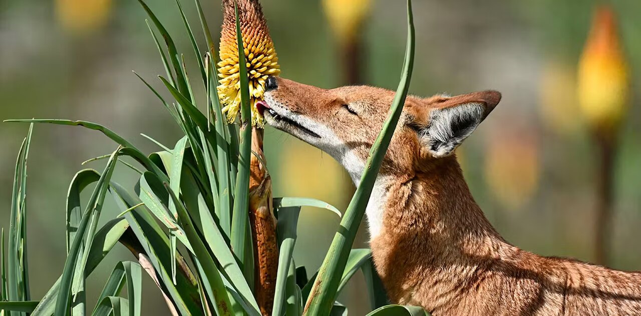 گرگ‌ها در این کشور گیاهخوار شدند+عکس