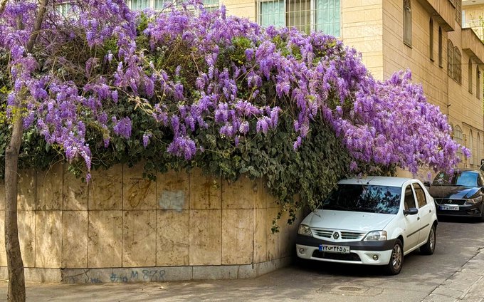 تصویری زیبا از بهار تهران که پربازدید شد تصویری زیبا از بهار تهران که پربازدید شد
