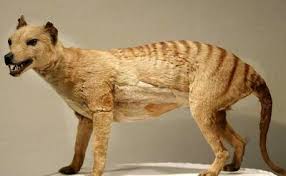 جانور منقرض‌شده به طبیعت باز می‌گردد/ ژنوم کامل ببر تاسمانی رمزگشایی شد!