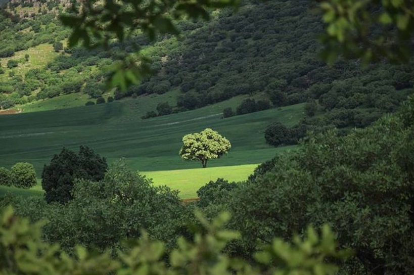 لرستان ایران و تک درختی که چشم نوازی میکند لرستان ایران و تک درختی که چشم نوازی میکند