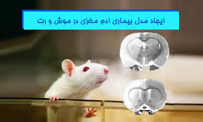 راه رفتن دوباره موش‌ها پس از سکته با سلول‌های مغزی آزمایشگاهی