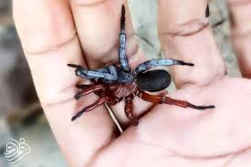 کشف عنکبوتی که هم نر است و هم ماده!