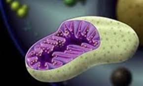 میتوکندری؛ تنها سنگر تسخیرنشده در دنیای ویرایش ژن