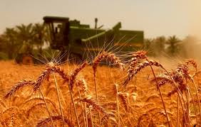 افزایش ۳ برابری بازدهی گندم با کمک یک ژن پنهان