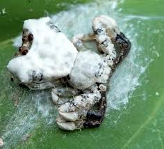 عنکبوتی که برای بقا خود را شبیه مدفوع پرنده می کند!