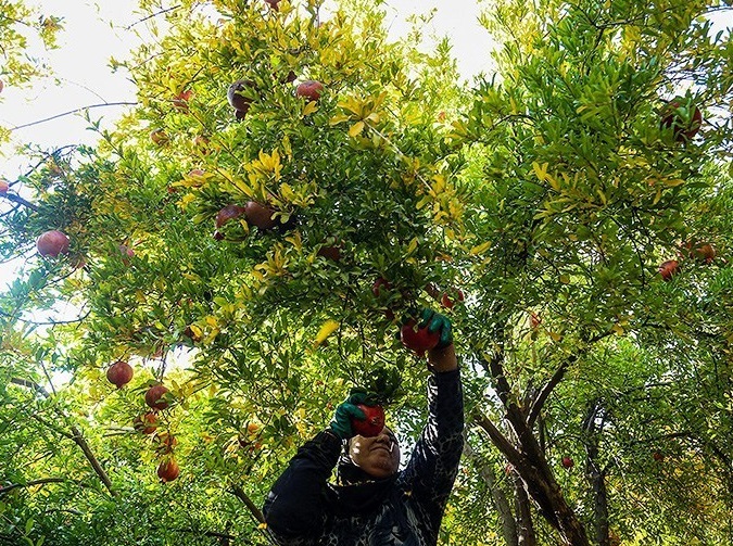 برداشت انار در قلعه تل خوزستان