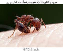 مادرکُشی در کلونی مورچه‌ها؛ ترفند هولناک ملکه‌های انگل!