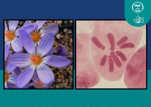 تأیید نقش کلیدی تغییرات کروموزومی در تنوع‌زایی و تکامل زعفران‌های ایران
