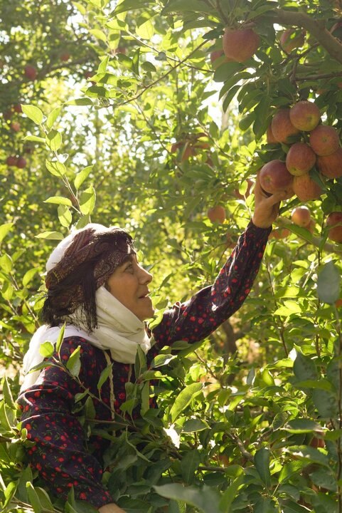 رویا افشار با مادران به آنتن تلویزیون باز می‌گردد
