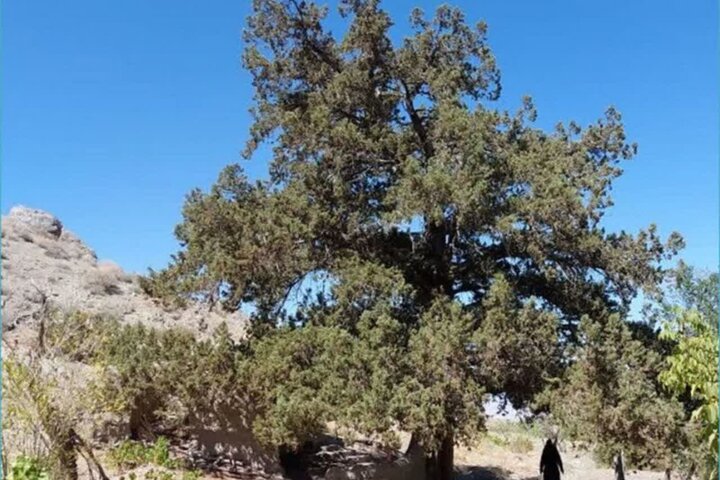  شناسایی خشکیدگی درختان جنگلی با هوش مصنوعی