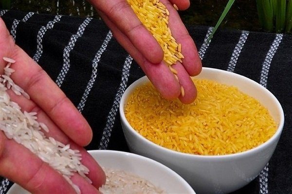 «برنج طلایی» مهر تایید گرفت