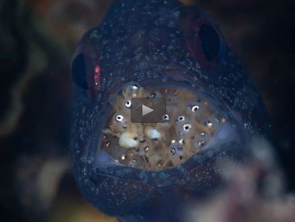 ماهی که فرزندانش را در دهانش حمل می کند +فیلم