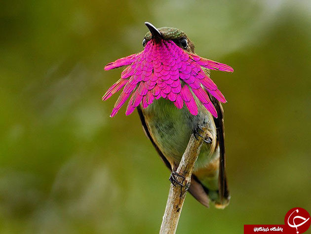 تصاویری ناب از زیباترین پرندگان
