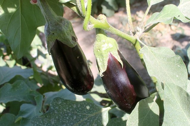 درمان دیابت با استفاده از کلاهک بادمجان