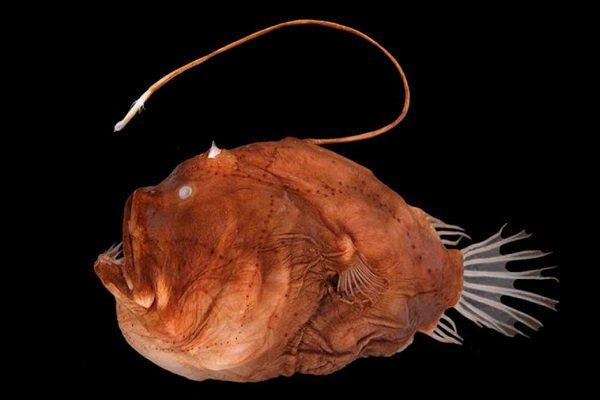 کشف راز نورافشانی زشت ترین ماهی دنیا