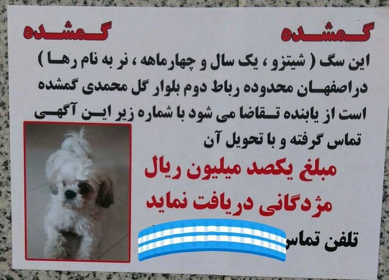 عکس: مژدگانی 10میلیونی برای سگ خانگی!