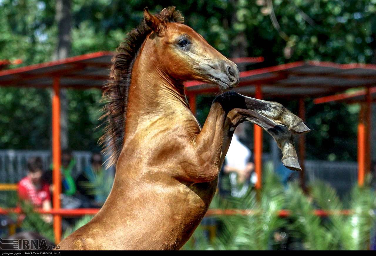 عکس/ اسب «کاسپین»، قیمتی ترین اسب دنیا