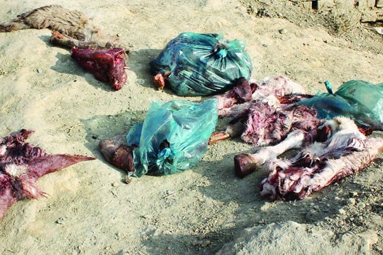 فرار عامل ذبح الاغ در شهر گرگان