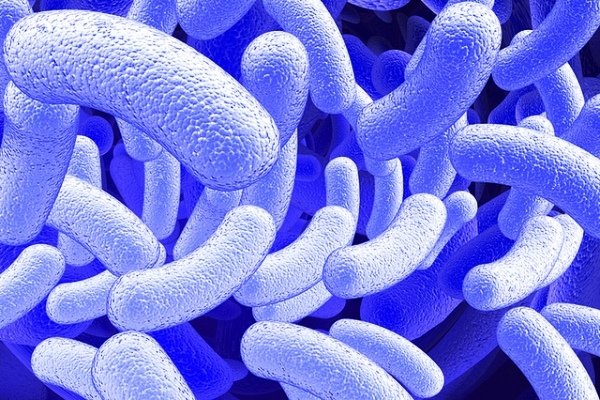 مخزنی جهانی از میکروب‌ها ساخته می‌شود 