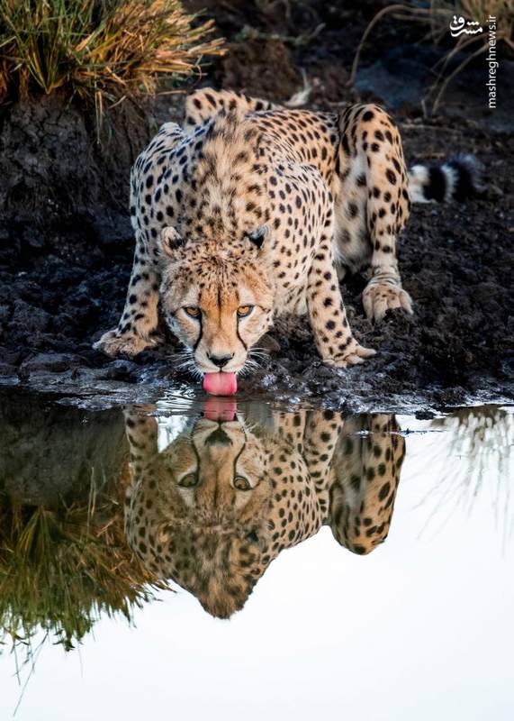 تصویر خیره کننده از آب خوردن یوزپلنگ