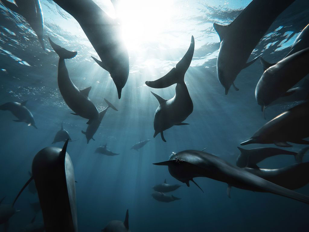 عکس روز نشنال جئوگرافیک؛ دنیای دلفین‌ها 