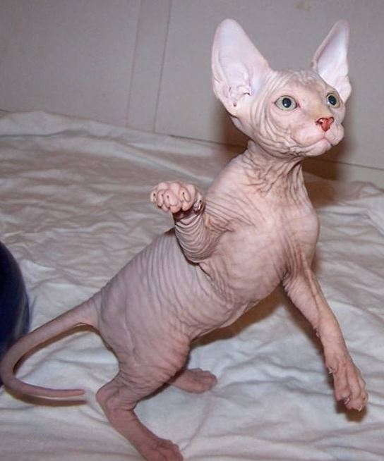 رونالدو صاحب وحشتناک ترین گربه دنیا شد! +عکس
