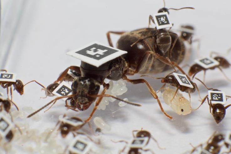  مورچه‌های بیمار به مرخصی استعلاجی می‌روند 