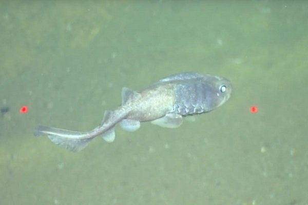کشف ماهی که بدون نیاز به اکسیژن زنده می‌ماند