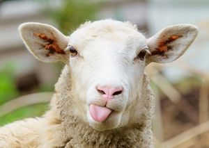 پشت‌ پرده گم شدن ۹۲۷ راس گوسفند زنده در فرودگاه! +عکس