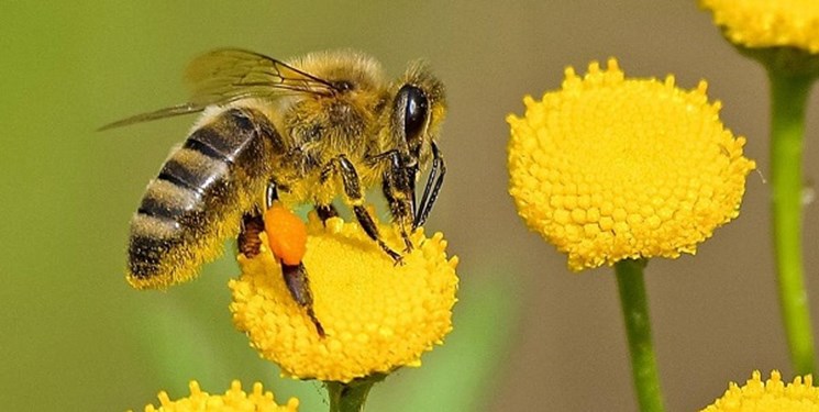 شناسایی ژن ضدانقراض در زنبورهای عسل