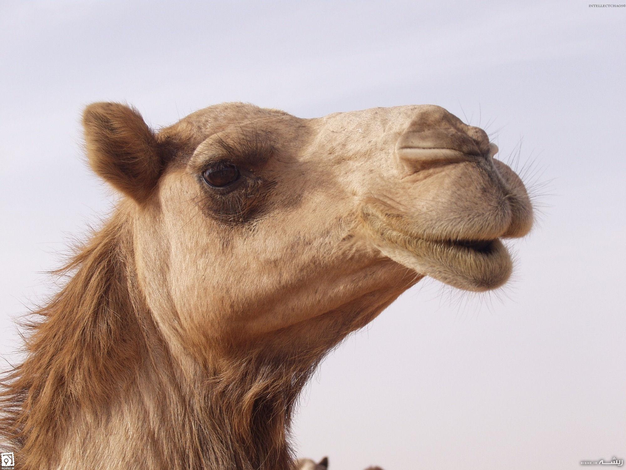 ناراحتی عجیب یک شتر به خاطر مرگ صاحبش+عکس