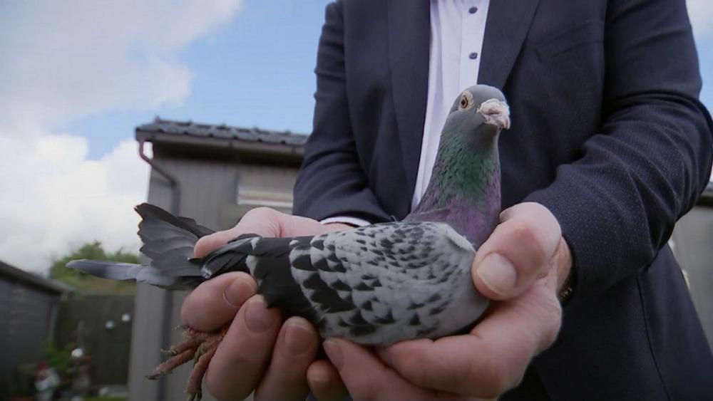 کبوتری که یک میلیون یورو قیمت دارد +عکس