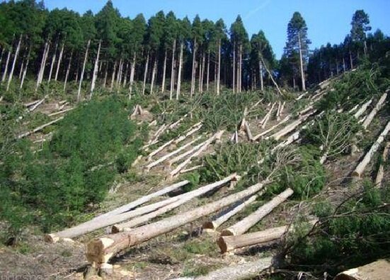 نابودی ۶ نوع جنگل در ایران بر اثر خشکسالی و برداشت بی‌رویه/کاشت تریاک در اراضی جنگلی!