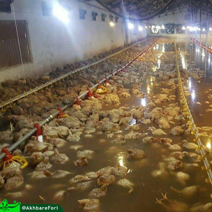 تصویری وحشتناک از خسارت سیل به یک مرغداری + عکس